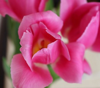 Розовая нежность