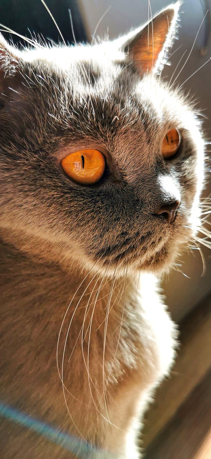 Котэ в майских лучах