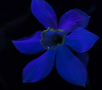 Цветок нарцисса в ультрафиолете