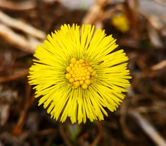 макросъемка