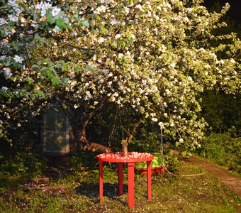 Яблоня в цвету