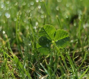 Clover and drops