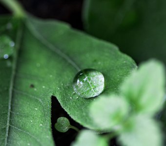 Искусственная роса на домашнем цветке