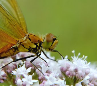 Летние контрасты