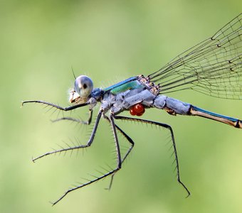 Ценный груз