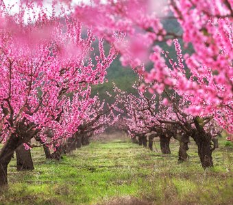 Цветение персиковых садов.