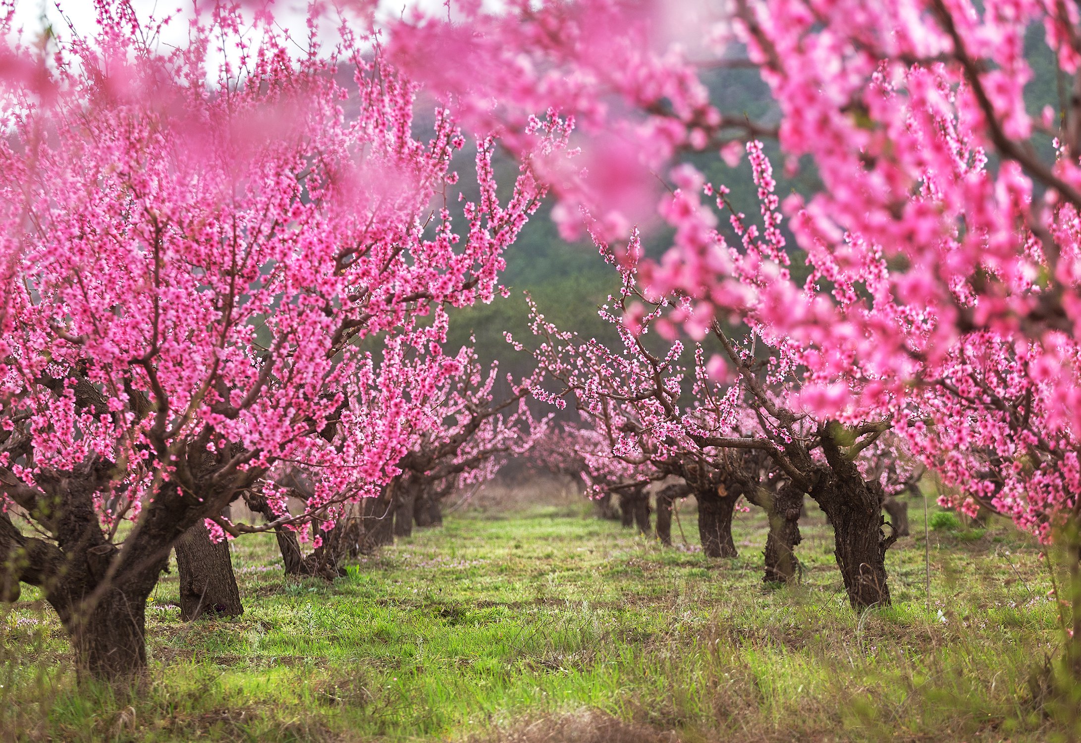 Цветение персиковых садов.