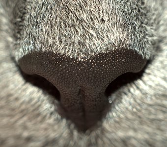 кошкин нос