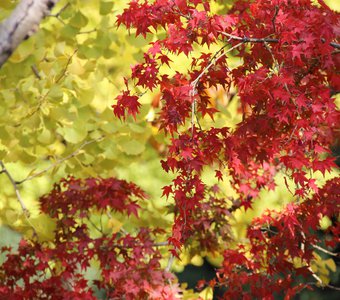 Буйство красок! Осень в японии