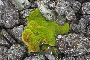 Мох в космосе пережил вакуум и до сих пор растёт