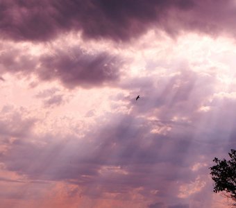 Солнечный дождь