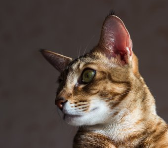 Крупный портрет кота