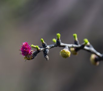 Сибирская роза