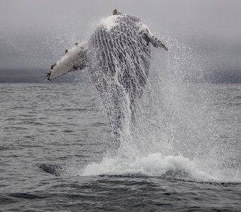 Исландия, горбатый кит.