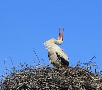 Никольский аист