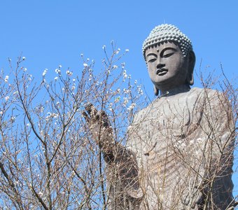 Будда и осенняя сакура