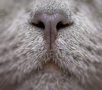 кошачий нос