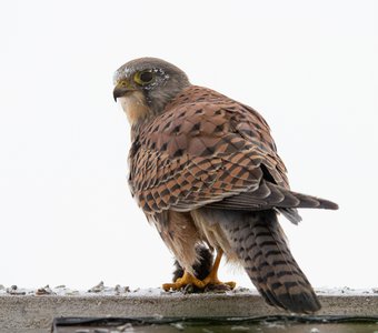 Пустельга с добычей