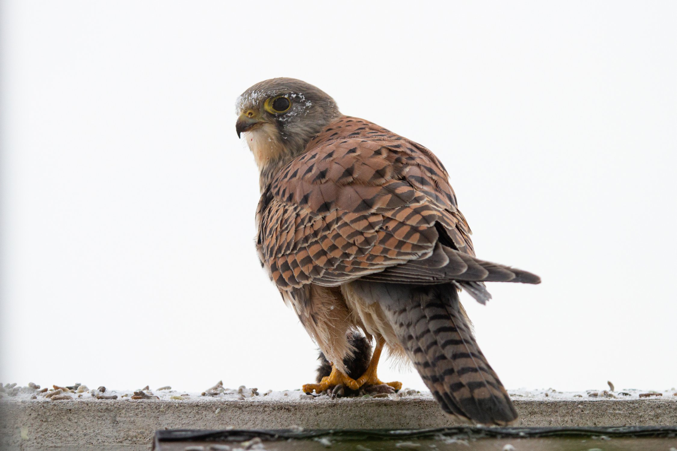 Пустельга с добычей