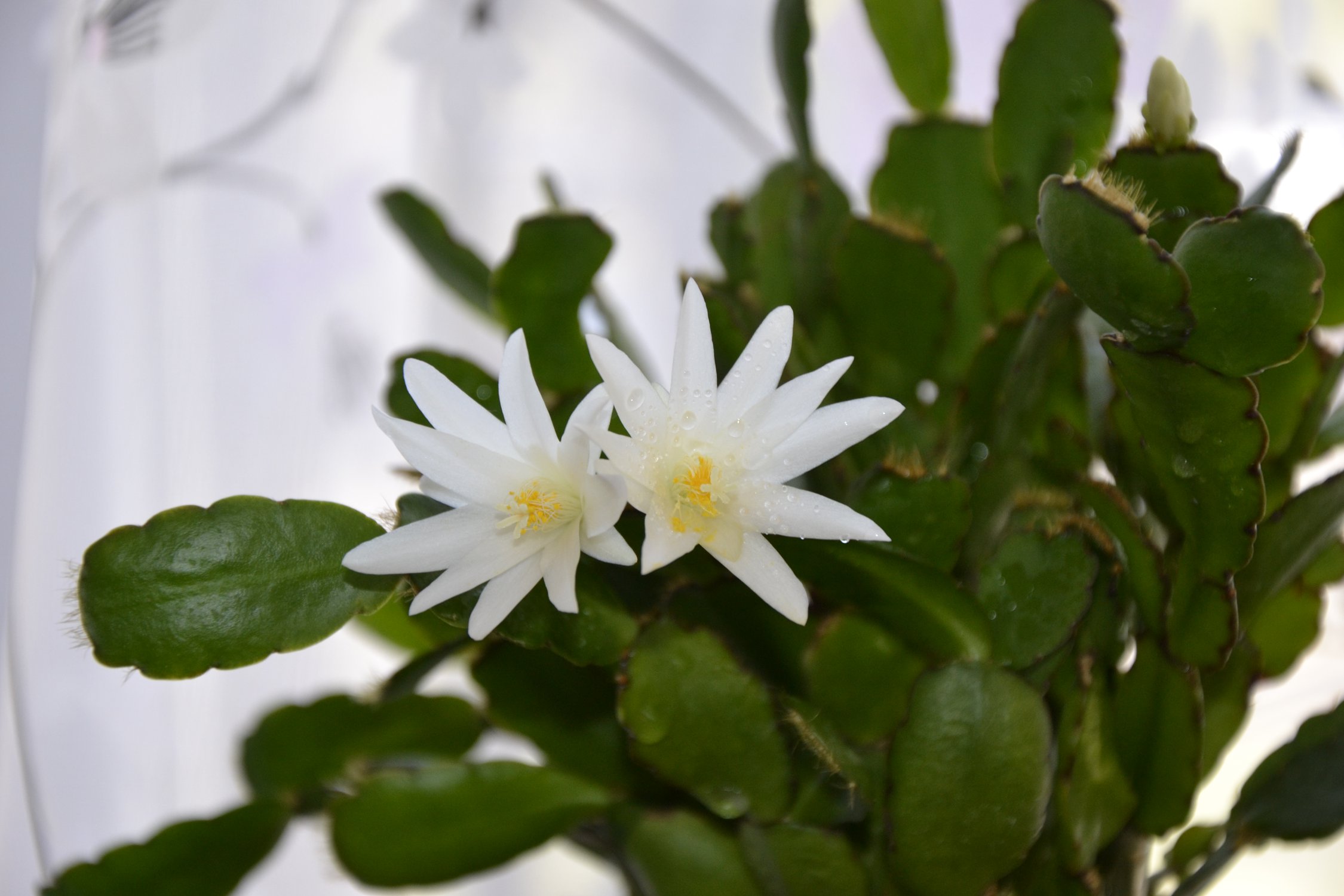 Капельки росы