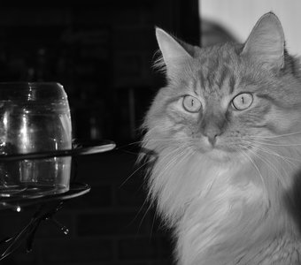 Как, опять сегодня все дома?