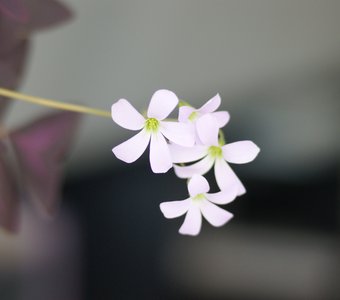 Подоконное весеннее