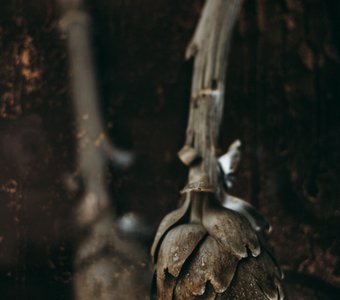 Артишоки братья