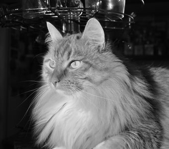 Король домашних джунглей