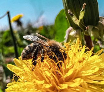 Пчёлка собирает пыльцу