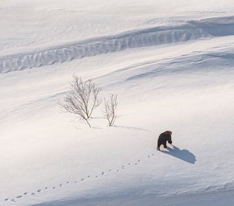Бурый медведь проснувшийся после зимней спячки