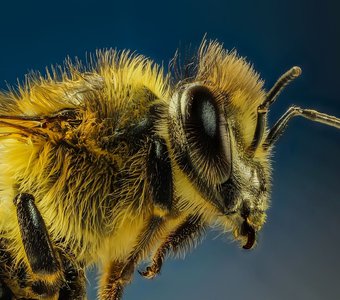Портрет пчелы.