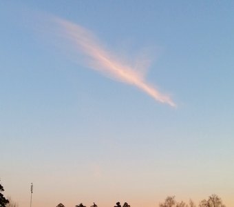 Птица в небе