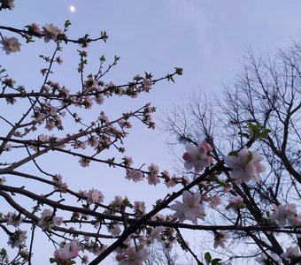 Вечерняя красота