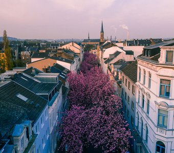 Цветение сакуры в Бонне