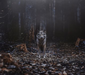 Волк в сумеречном лесу