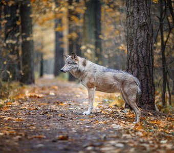 Волчица в осеннем лесу