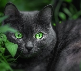 Зелены глаза