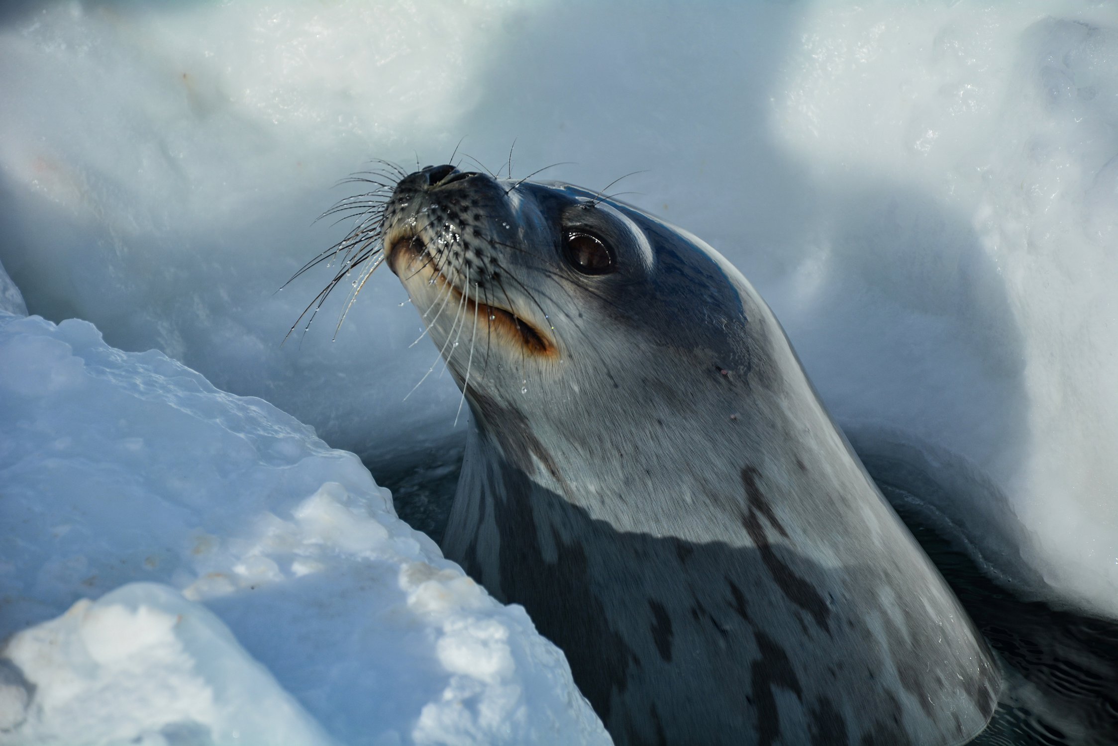 Антарктида. Тюлень Уэдделла — Фото №1336564