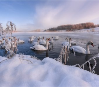 Утро на Лебедином озере