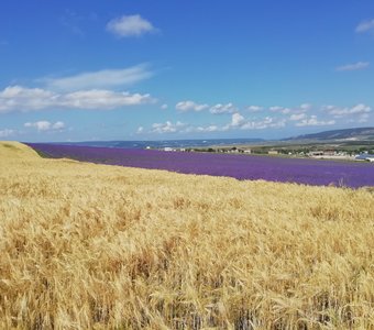 Фиолетовые «реки» и золотые поля Тургеневки