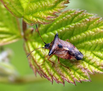 Щитник ржавый, Elasmucha ferrugata (Fabricius, 1787)