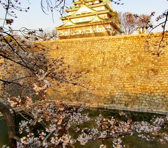 Цветение сакуры