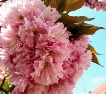 Розовое настроение в Саппоро