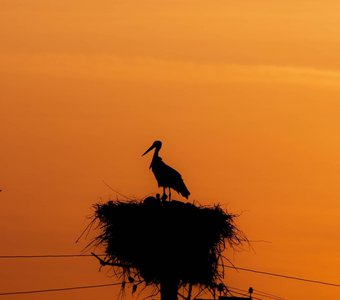 Armenian stork