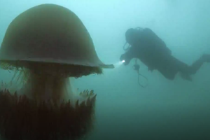 Насколько опасен яд гигантской медузы Номуры?