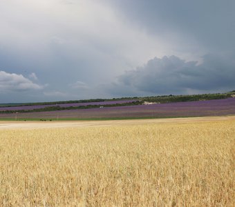 Лавандовые поля, Крым