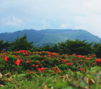 Горные цветы холмов Огато