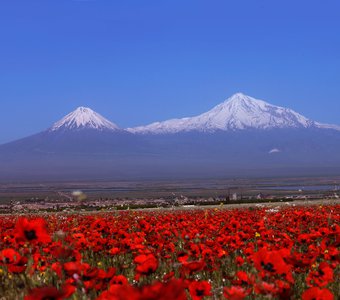 Makovi polya, Armenia