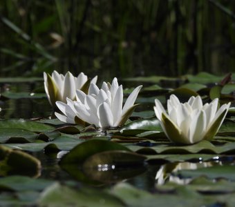Парк "Монрепо"   Белая кувшинка, водная лилия. 29 июня'20