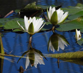 Парк "Монрепо"   Белая кувшинка, водная лилия. 29 июня'20